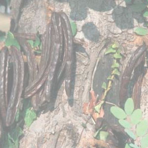 Ceratonia Siliqua (Algarrobo)