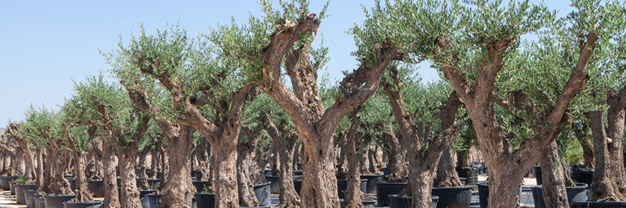 olivier lozoya