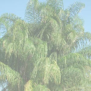 Syagrus Romanzoffiana (Cocos Palm)