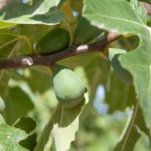 Ficus Carica (Fig)