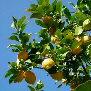 Citrus Limon (Limonero)
