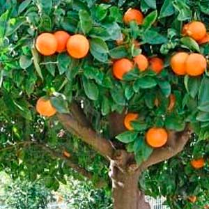 Citrus Reticulata (Mandarinier)