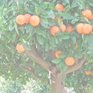 Citrus Reticulata (Mandarine Orange)