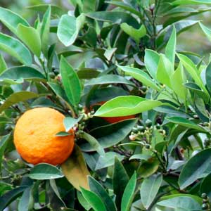 Citrus Sinensis (Sweet Orange)