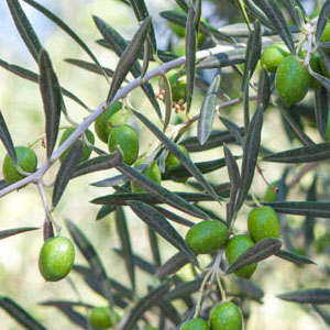 Olea Europaea (Olive)